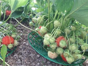 Подпорка для ягод клубники/Уход за клубникой