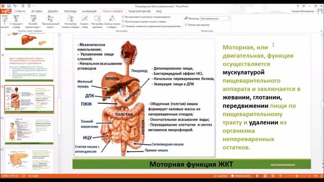 Органы пищеварения Здоровье Стройность Школа диетологии нутрициологии Занятие 2