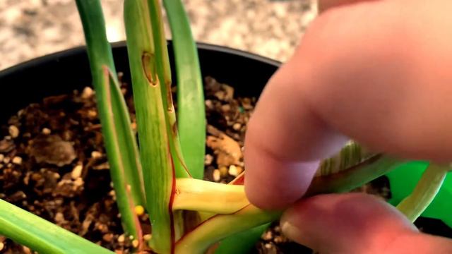 Philodendron Birkin Update. Weird stuff happening!  Why have I been gone? @theplantingbug2045