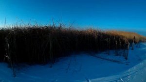 Охота с Русскими Пегими Гончими