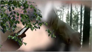 Ансамбль "Калина" - У Любви нет заката.