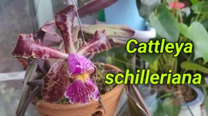 Cattleya schilleriana описание и уход