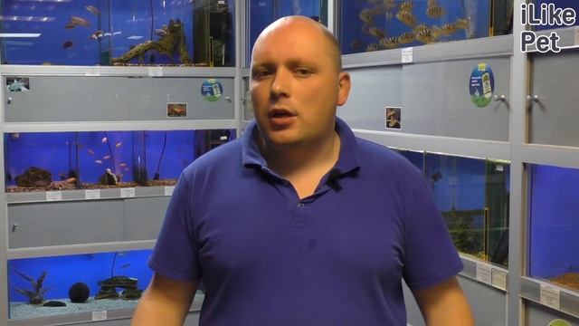 Уход за рыбкой скалярия