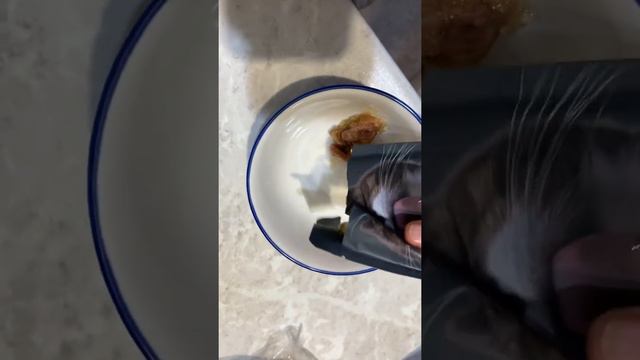 Корм для кошек. Fluffy love. Коты едят с удовольствием. смотреть онлайн