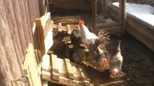 БОРКОВСКАЯ БАРВИСТАЯ  характеристика МОЯ ПОРОДА