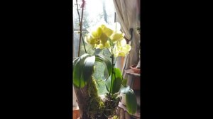 Repotting phalaenopsis orchid after 3 weeks update