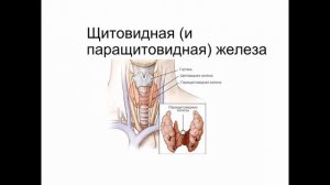 Открытый вебинар: Физиология человека — Гормоны и кровь