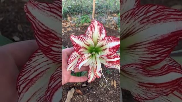 Papilio hybrid Amaryllis Hippeastrum