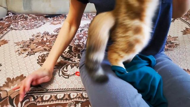 Как подстричь когти котенку, коту, кошке. Инструкция по подстриганию когтей котенку дома.