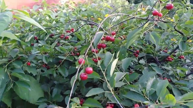 Ранняя вишня сорт Кузнецовка