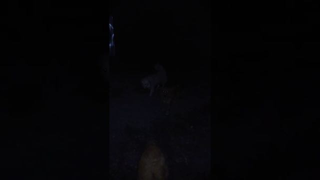 Собаки. Ночь. Дача. смотреть онлайн