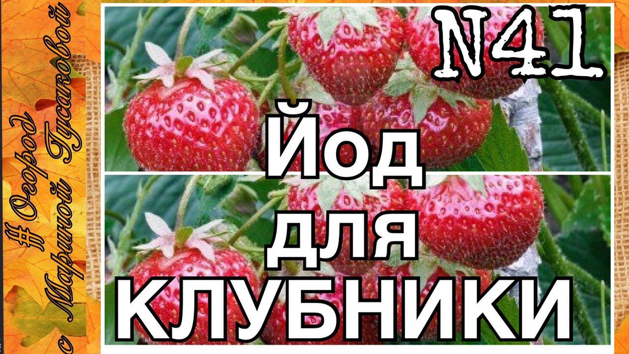 КЛУБНИКА обработка ЙОДОМ и МУЛЬЧИРОВАНИЕ 8 апреля