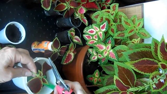 Весеннее черенкование колеуса смотреть онлайн