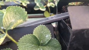 Выращивание клубники на пирамидах