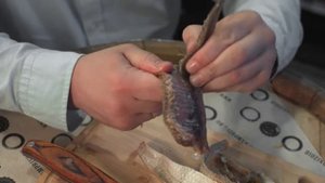 Как правильно чистить воблу