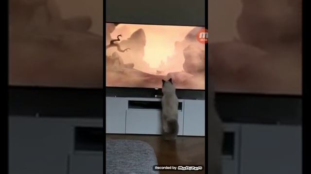 КОРОЛЬ ЛЕВ |КОТ СМОТРИТ ТЕЛЕЛЕК И ДУМАЕТ ЧТО ЭТО ПРАВДА| #ПРИКОЛЫ #КОРОЛЬЛЕВ