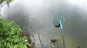 Ловля Карпа на тесто. Рыбалка на Суре. Бешенные Карпы.