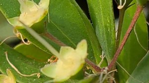 הדס מצוי פורח בר בהר הכרמל آس Myrtle blooms wild on Mount Carmel