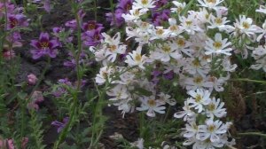 Азарина, роза, схизантус  и другие.  Цветы в июне