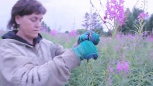 Как легко и быстро собрать иван чай? Это проще чем вы думали! Совет от Фермачей в деревне