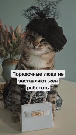 Согласны? #животные #ретро #котики #коты