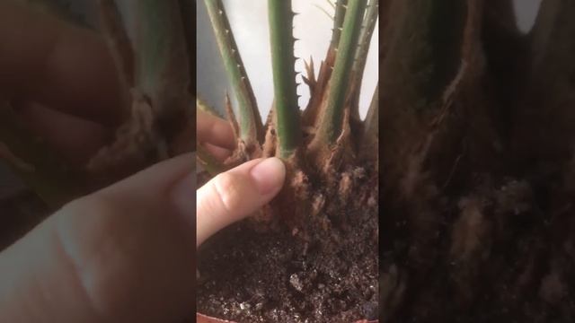 У меня появился Цикас смотреть онлайн