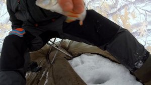 Окунь на мормышку