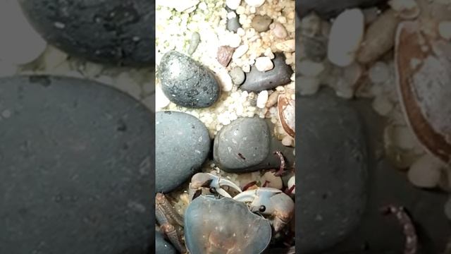 Радужный краб в аквариуме     Rainbow crab in aquarium