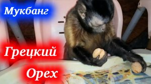 Домашняя обезьянка пытается расколоть грецкий орех! Мукбанг с капуцином.