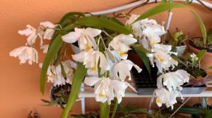 Целогина Кристата Coelogyne cristata