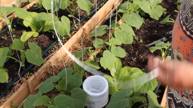 Выращивание Огурцов в Теплице. Отличный Способ Подвязки Огурцов. смотреть онлайн