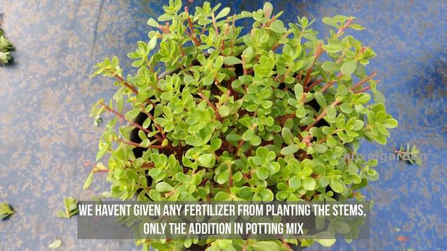 5 Tips for More Portulaca Flowering in 45 days | പത്തുമണിച്ചെടി 45 ദിവസത്തിൽ പൂക്കൾ കൊണ്ട് നിറയാൻ смотреть онлайн