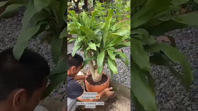 Tanaman Indoor & Outdoor #dracaena #plants #dekorasi