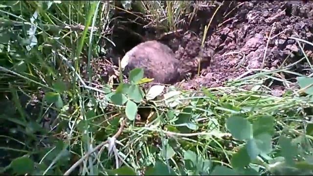 крот копает норку смотреть онлайн