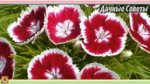 Вот какие ЦВЕТЫ нужно посадить на даче чтобы ЦВЕЛИ БЕЗ ПОЛИВА Самые неприхотливые цветы для клумбы