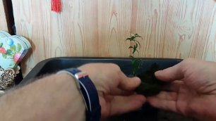 1.Как создать бонсай с начала часть 1 How to create bonsai from the beginning.mp4