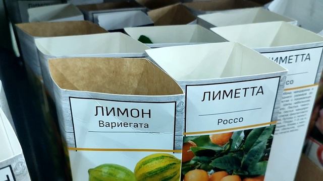 Луковичные цветы. Леруа Мерлен