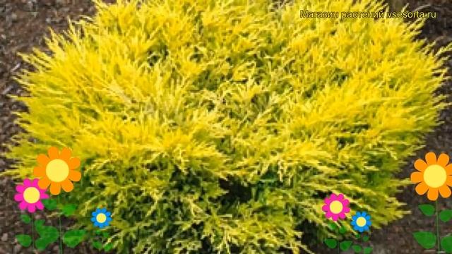 Можжевельник горизонтальный Лайм глоу. Краткий обзор, описание juniperus horizontalis Lime Glow смотреть онлайн