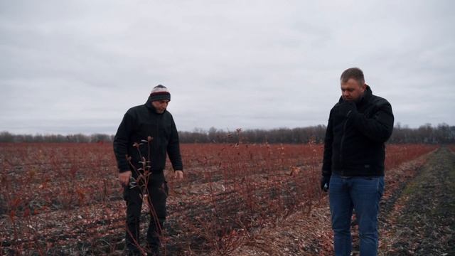 Обрезка голубики от профессионалов! Навсегда закройте для себя этот вопрос. смотреть онлайн