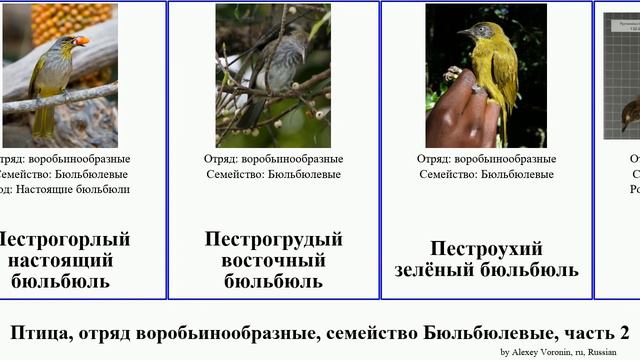 Птица, отряд воробьинообразные, семейство Бюльбюлевые, часть 2 бюльбюль настоящий восточный bird смотреть онлайн