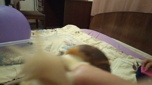 Спаривание улиток ахатин смотреть онлайн