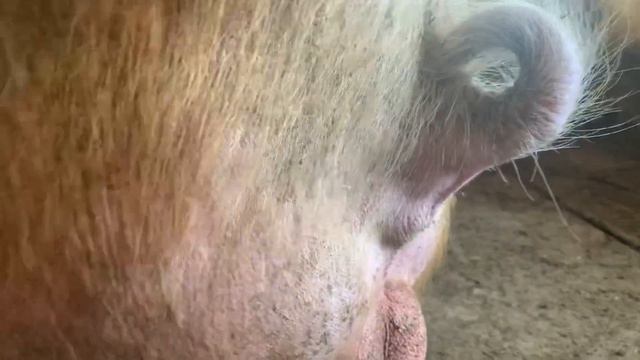 Вся работа хряка. 🐷массаж матки для Свиньи смотреть онлайн