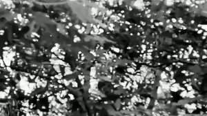 1969 год. Тюмень. Июнь. По улицам города.