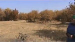 Галина БАЛДАНОВА, баруун хуасай, Будулан