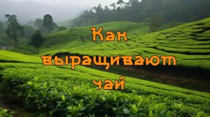 Как выращивают китайский чай