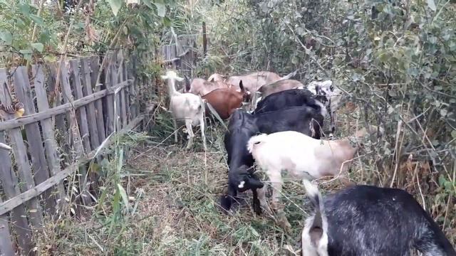 Гуляю с козами и думы думаю 🥳 смотреть онлайн