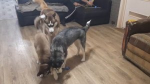 ХАСКИ РАЗНОСЯТ ДОМ  / ЗЕВС БЛОГЕР / Перед сном / Две МИГЕРЫ / ДРЕССИРОВКА.