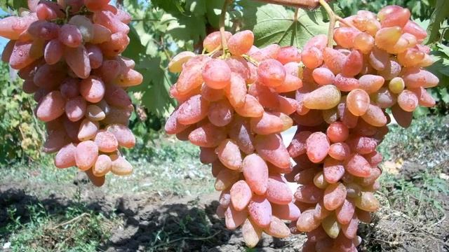 ВИНОГРАД ДУБОВСКИЙ РОЗОВЫЙ / описание и характеристика смотреть онлайн