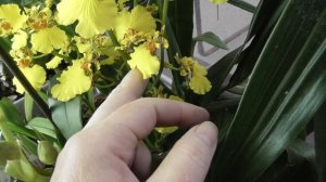 Онцидиум птицеклювый.  Самый красивый с волшебным ароматом