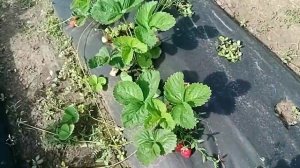 Клубника "Мармелада", первогодка.